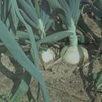 Vidalia Onion Babies
